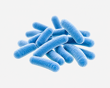 Lactobacillus acidophilus