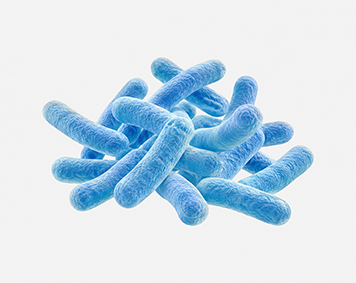 Lactobacillus plantarum